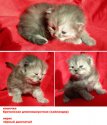 DSCN4295-Копировать.jpg