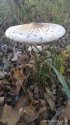 IMG_20191015_164330.jpg