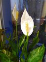IMG_20200228_073921.jpg