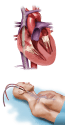 5b9b42aa4caae36b7500f2dd_CrescentMain.png
