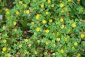 Trifolium_campestre-4AE62786B1.jpg