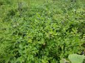 IMG-20200717-WA0019.jpg