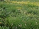 IMG_20200717_071638.jpg