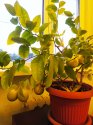 IMG_20201013_125912.jpg