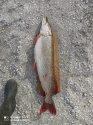 IMG-20201003-WA0010.jpg