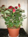 DSC07519-1.JPG