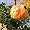 IMG_20201025_185713_226.jpg