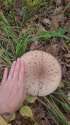 IMG-20221014-WA0022.jpg