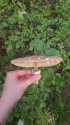 IMG-20221014-WA0034.jpg