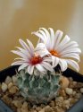 Turbinicarpus panarottoi 2.jpg