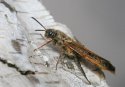 Tremex fuscicornis - Рогохвсот березовый.jpg