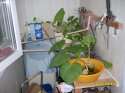 SDC13931.JPG