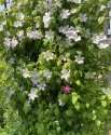 IMG_6995.jpeg