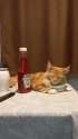 IMG-20230928-WA0007.jpg