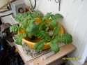 SDC14167.JPG
