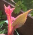 F1F0861A-2D76-489A-8D56-5E8AF2285FE8.jpeg