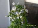 SDC14358#.JPG