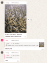 раки.png