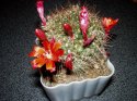 rebutia fiebrigii 1.jpg