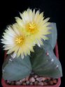 Astrophytum myriostigma v. nudum.jpg