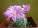 Mammillaria longiflora NH2094_2.jpg