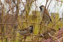 birds.jpg