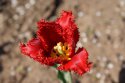 DSC00423.jpg