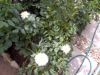 CAM_3632.JPG