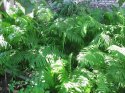 IMG_2510.JPG