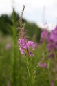 IMG_3584W.jpg