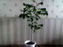Карамбола1.jpg