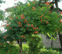 campsis_radicans_2.gif