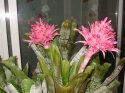 cactus.jpg