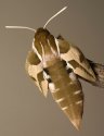Hyles euphorbiae82.jpg