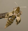 Hyles euphorbiae86.jpg