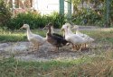 DSC01354.jpg