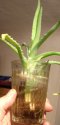 DSCN1504.jpg