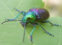 Chrysochares asiatica3.jpg