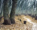 Path between -1- [800].jpg