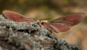 Hyles euphorbiae107.jpg