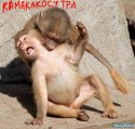камакако.JPG