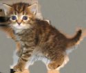 Кошки_7_1.jpg