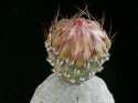 Tephrocactus_geometricus_Fiambala_1.jpg