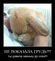 довела заиньку.jpg