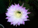 DSCN4159_w.JPG