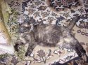 DSCN2333.JPG