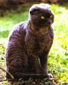Pooddlecat1.jpg