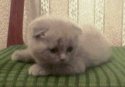 Офелия-Сьюзи.jpg