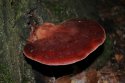 Fistulina_hepatica1.jpg