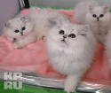 1249370.gif